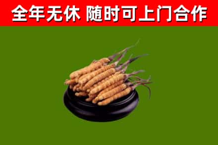 泰州市烟酒回收冬虫夏草.jpg